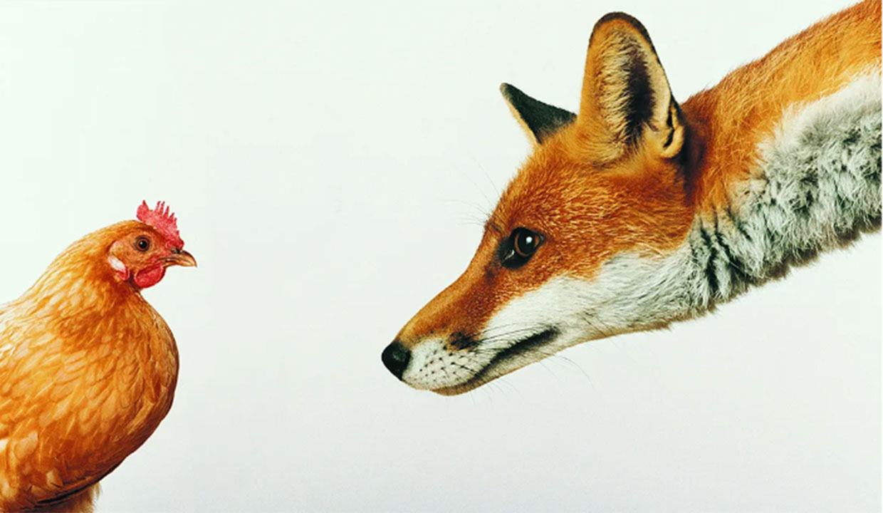 A chicken and a fox looking into each others eyes
