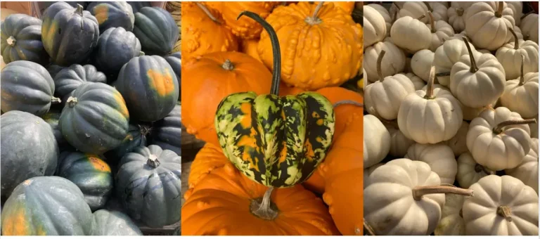 triptic of gourds